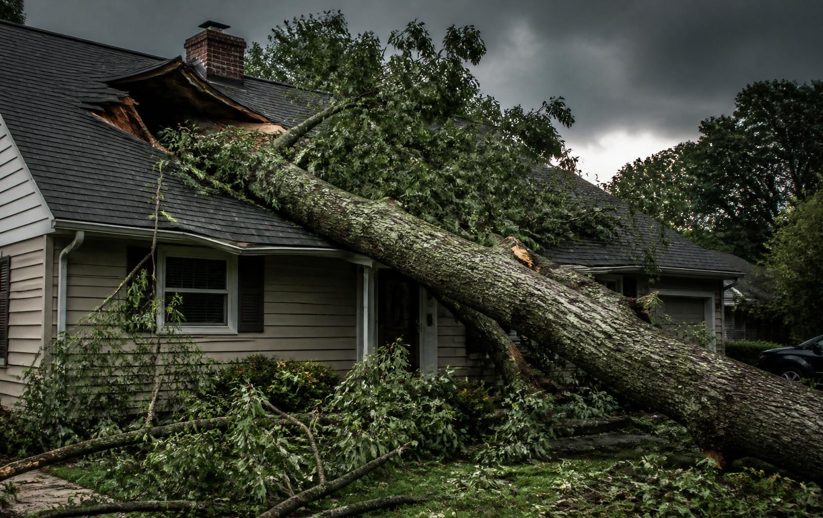 Large tree fallen on a suburban home after a storm