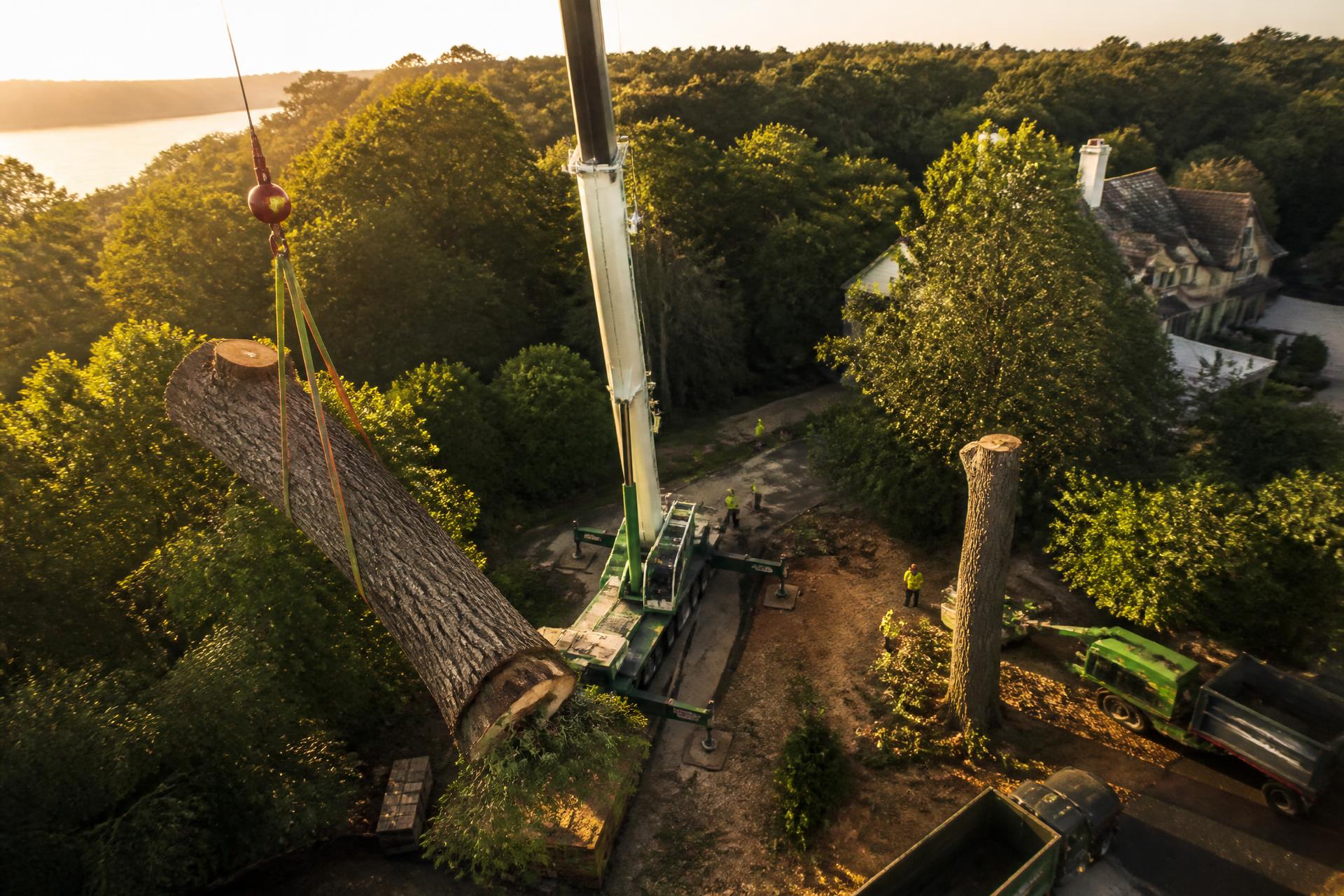 Crane-assisted removal of a mature oak tree at golden hour